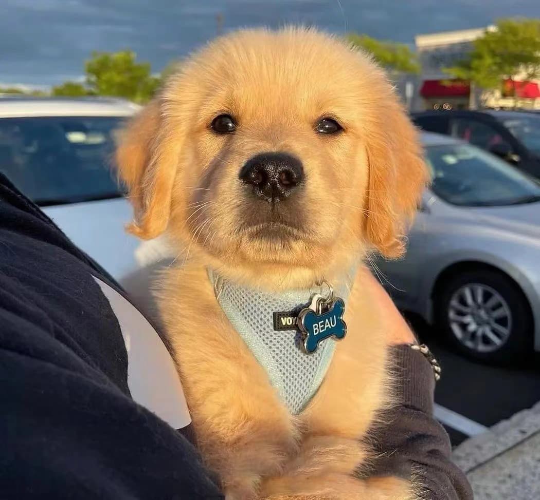 Vue 封装一个提示窗组件